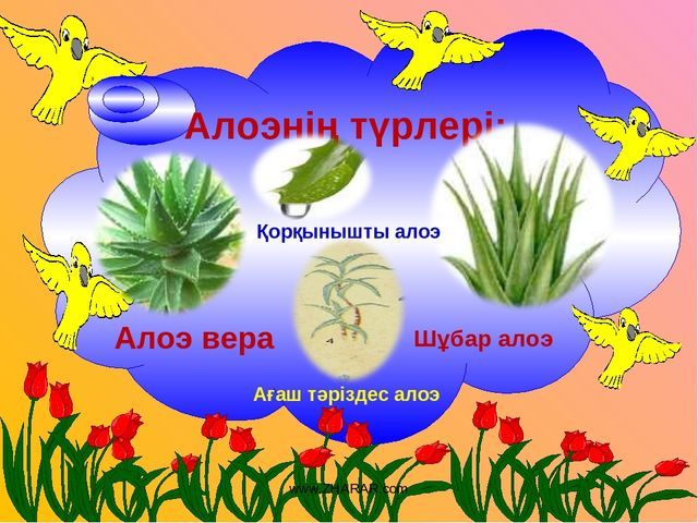 Презентация "Алоэ өсімдігінің ерекшіліктер және өсімдік қасиеті"