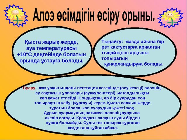 Презентация "Алоэ өсімдігінің ерекшіліктер және өсімдік қасиеті"
