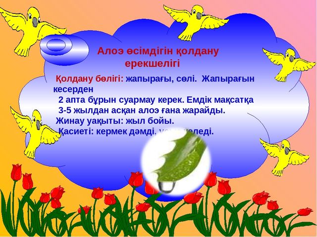 Презентация "Алоэ өсімдігінің ерекшіліктер және өсімдік қасиеті"
