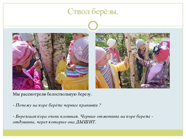Презентация для детей старшей группы"Экологическая тропа "Деревья"