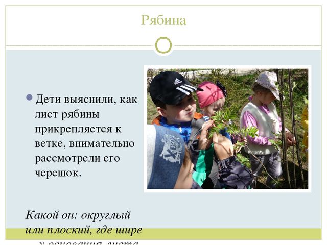 Презентация для детей старшей группы"Экологическая тропа "Деревья"