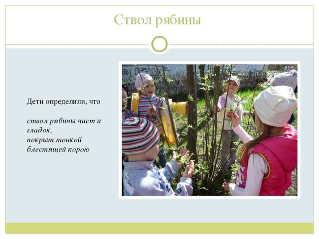Презентация для детей старшей группы"Экологическая тропа "Деревья"
