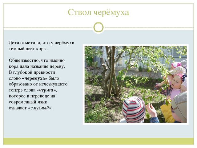 Презентация для детей старшей группы"Экологическая тропа "Деревья"