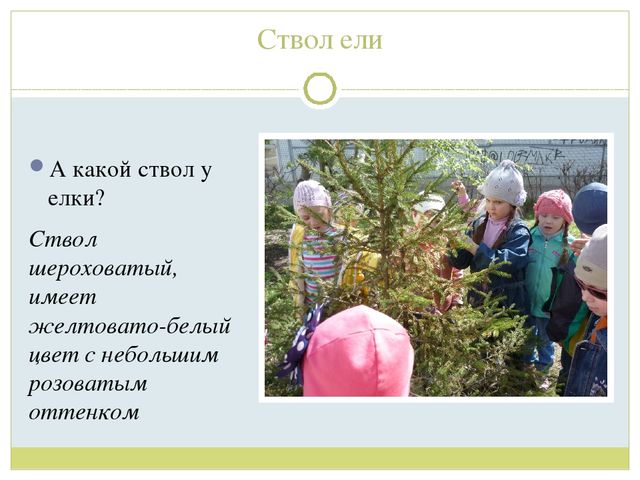 Презентация для детей старшей группы"Экологическая тропа "Деревья"