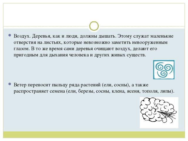 Презентация для детей старшей группы"Экологическая тропа "Деревья"