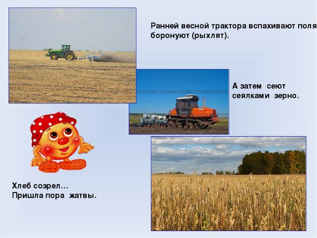 Презентация для дошкольников на тему "Хлеб Всему голова"