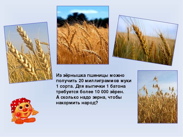 Презентация для дошкольников на тему "Хлеб Всему голова"