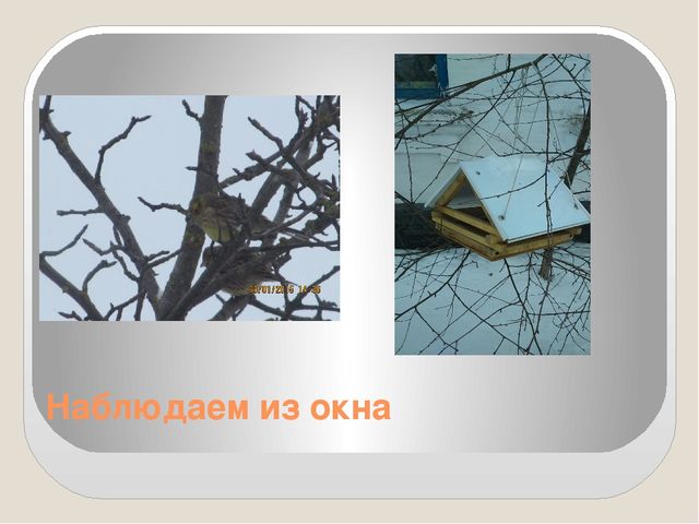 Фото-презентация "Прилетайте в гости к нам"