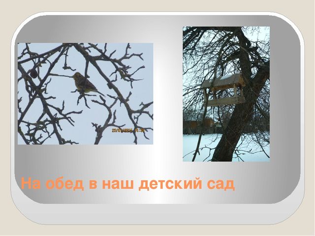 Фото-презентация "Прилетайте в гости к нам"