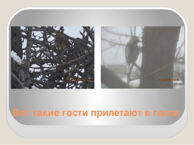 Фото-презентация "Прилетайте в гости к нам"