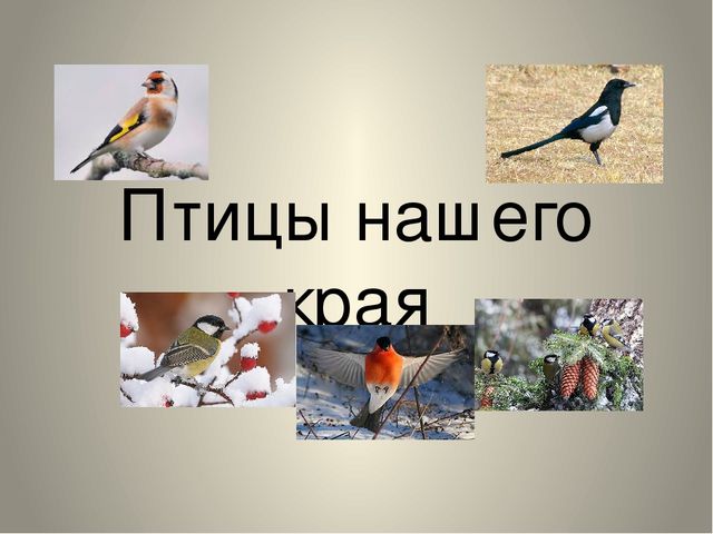 Презентация "Птицы нашего края"