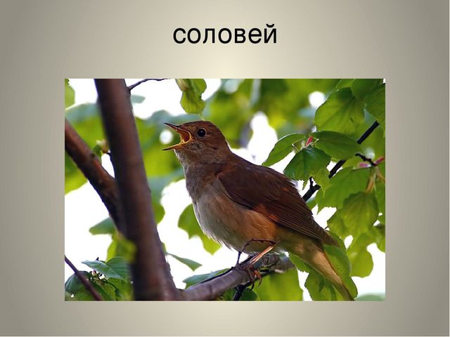 Презентация "Птицы нашего края"