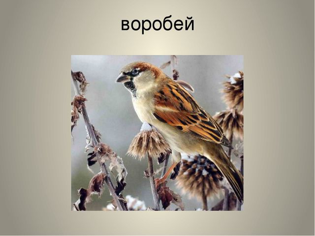 Презентация "Птицы нашего края"