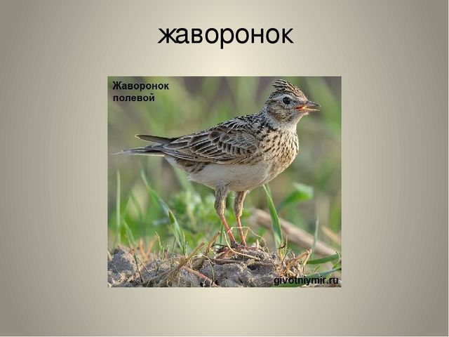 Презентация "Птицы нашего края"