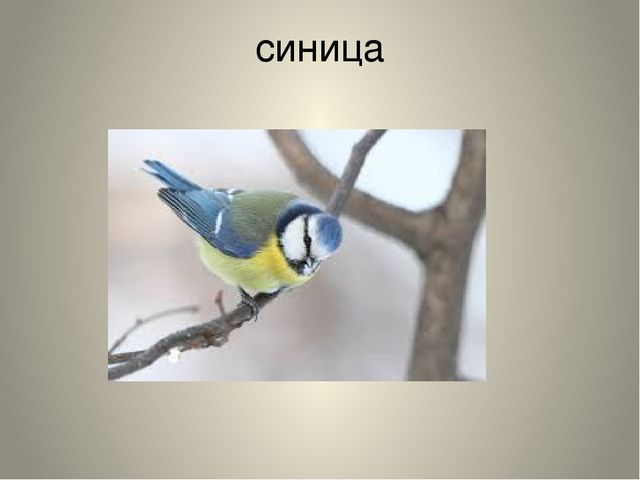 Презентация "Птицы нашего края"