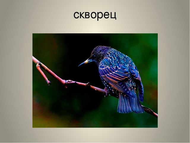Презентация "Птицы нашего края"