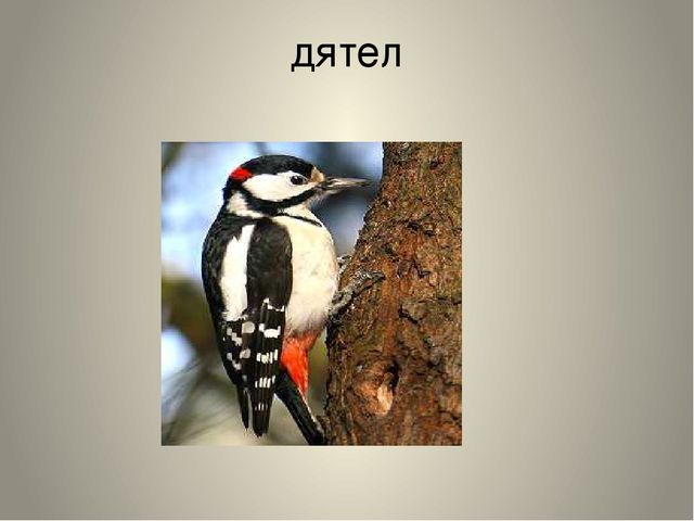 Презентация "Птицы нашего края"