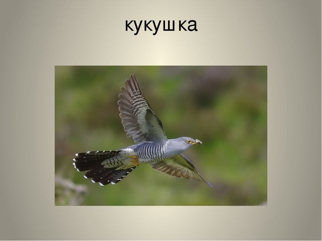 Презентация "Птицы нашего края"