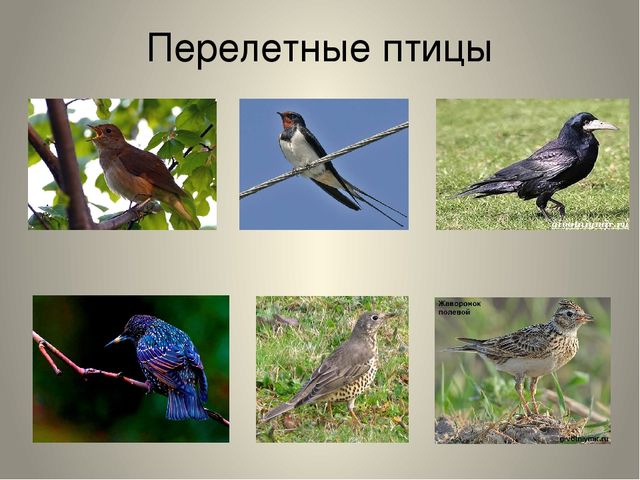 Презентация "Птицы нашего края"