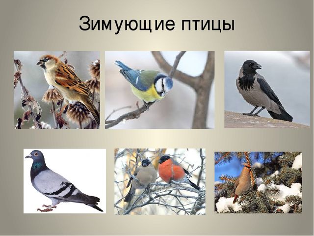 Презентация "Птицы нашего края"