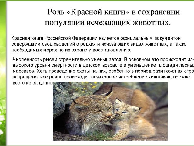 Проект «Животные нашей полосы занесенные в красную книгу»