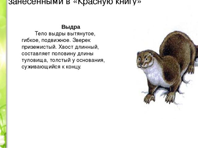 Проект «Животные нашей полосы занесенные в красную книгу»