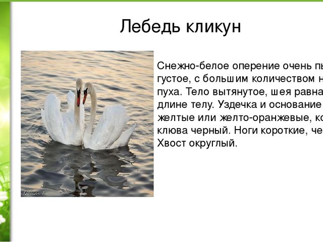 Проект «Животные нашей полосы занесенные в красную книгу»
