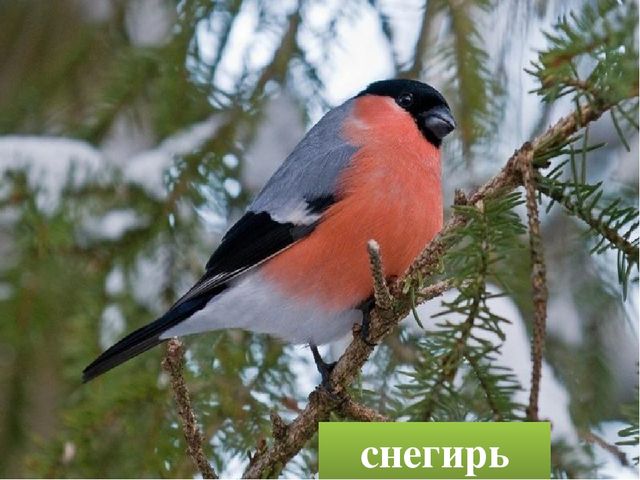 Презентация "Птицы родного края"