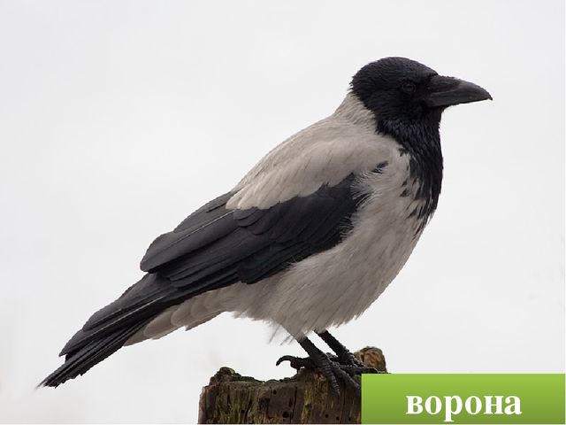 Презентация "Птицы родного края"