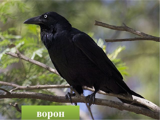 Презентация "Птицы родного края"