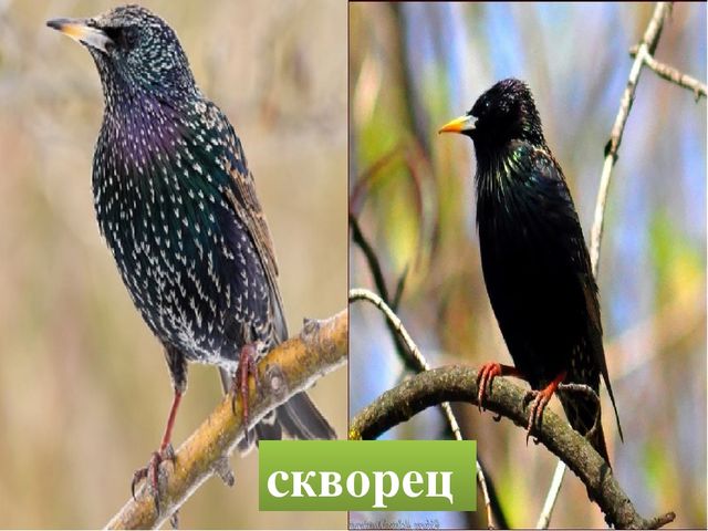 Презентация "Птицы родного края"