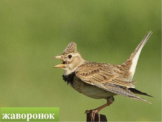 Презентация "Птицы родного края"