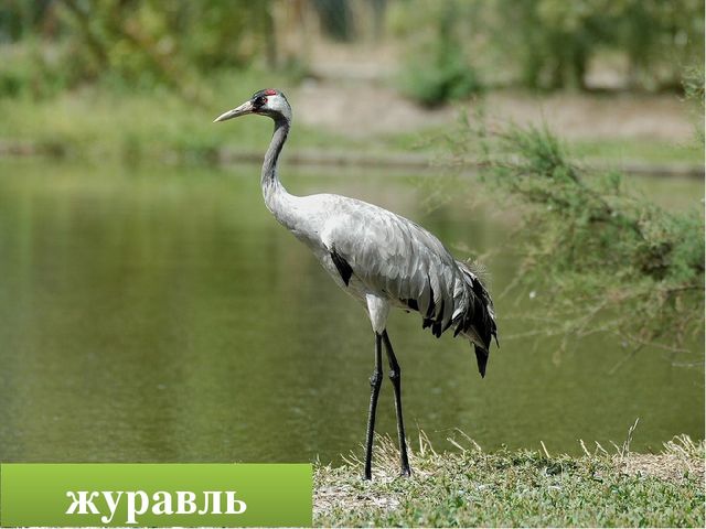 Презентация "Птицы родного края"