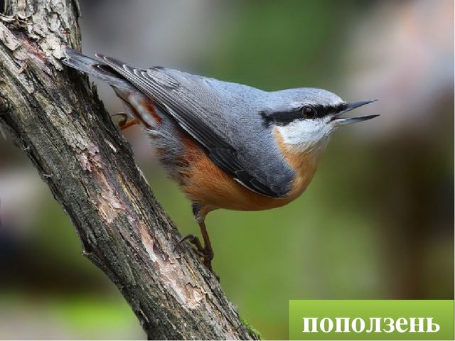 Презентация "Птицы родного края"