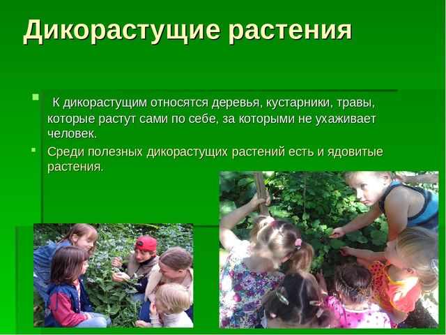 Презентация по "Экологическому воспитанию"