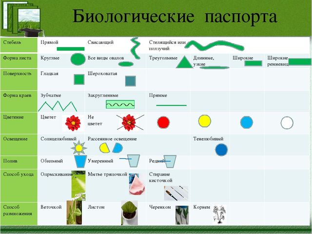 Краткая презентация программы" Я-исследователь"