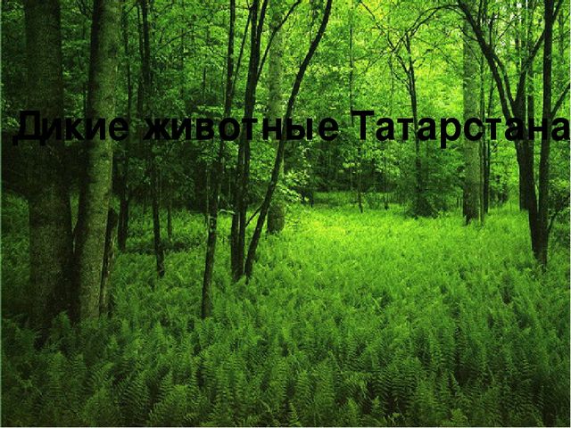 Презентация "Дикие животные Татарстана"