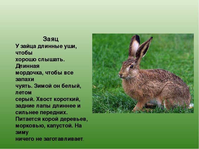 Презентация "Дикие животные Татарстана"