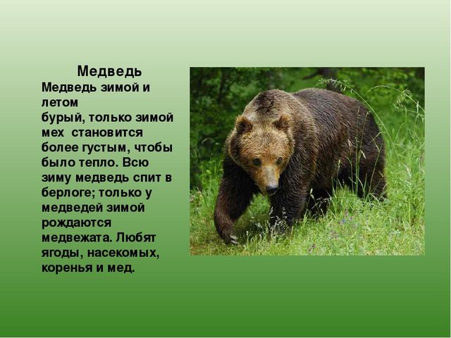 Презентация "Дикие животные Татарстана"