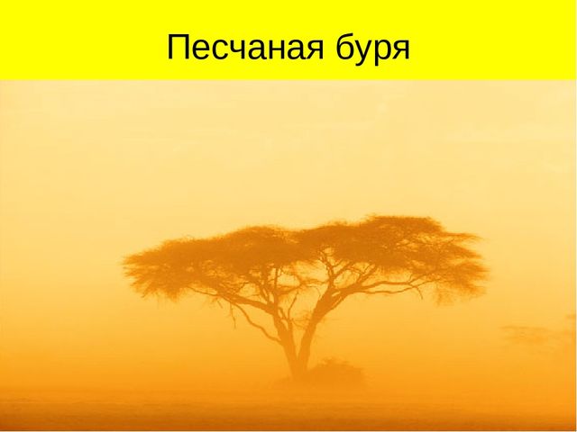 Презентация по ознакомлению с окружающим миром на тему "Пустыня"