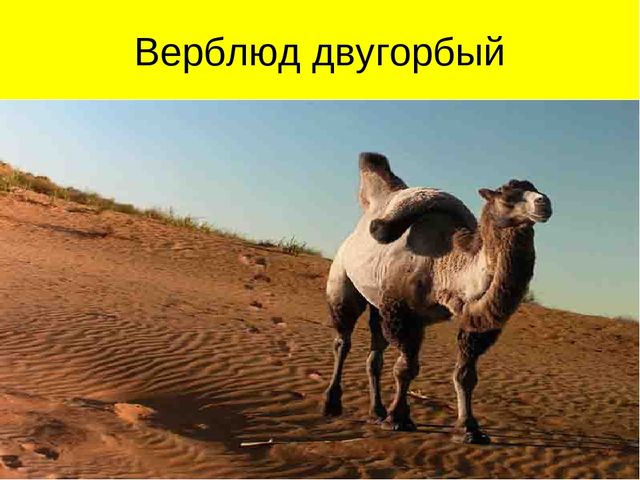 Презентация по ознакомлению с окружающим миром на тему "Пустыня"