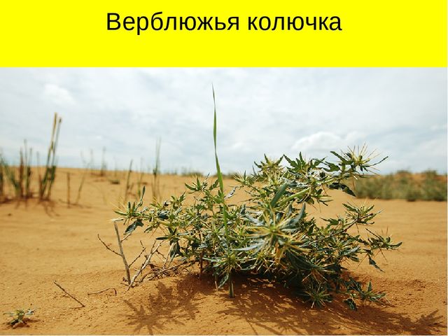 Презентация по ознакомлению с окружающим миром на тему "Пустыня"