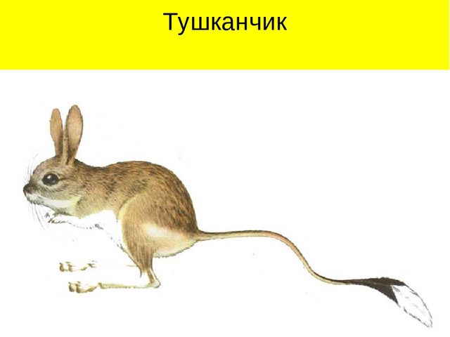 Презентация по ознакомлению с окружающим миром на тему "Пустыня"
