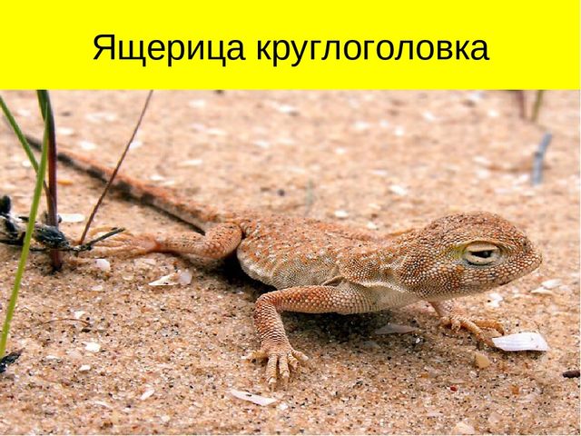 Презентация по ознакомлению с окружающим миром на тему "Пустыня"