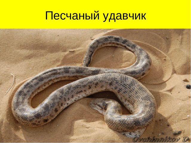 Презентация по ознакомлению с окружающим миром на тему "Пустыня"