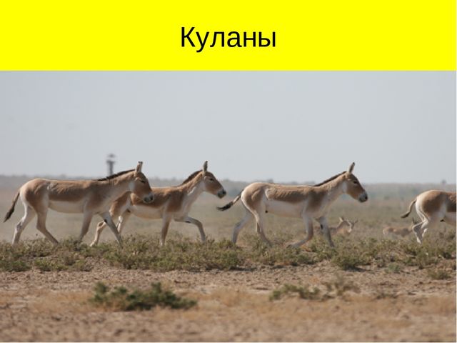 Презентация по ознакомлению с окружающим миром на тему "Пустыня"