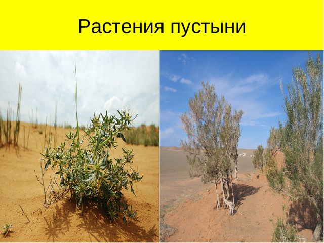 Презентация по ознакомлению с окружающим миром на тему "Пустыня"