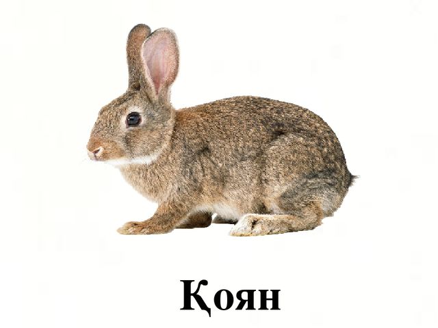 Презентация по казахскому языку на тему "Н н дыбысы мен әрпі" МАД