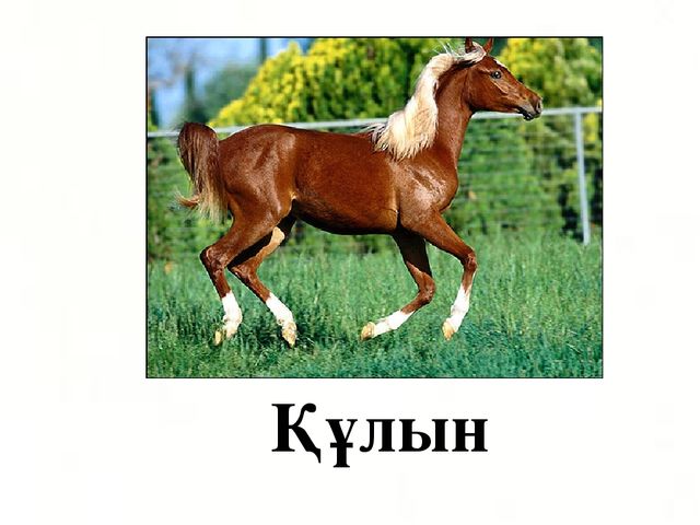Презентация по казахскому языку на тему "Н н дыбысы мен әрпі" МАД