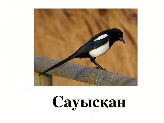 Презентация по казахскому языку на тему "Н н дыбысы мен әрпі" МАД